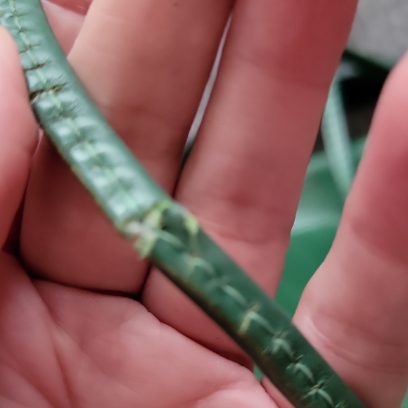 Authentic Louis Vuitton Green Noe MM - Picture 9 of 10